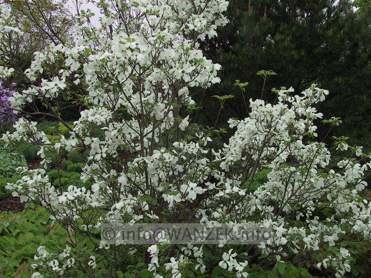 Cornus florida 1.JPG